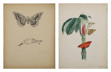 View full screen - View 1 of Lot 5. HELICONIINAE ON BAMBOO SHOOT | CECROPIA AND COCOON.