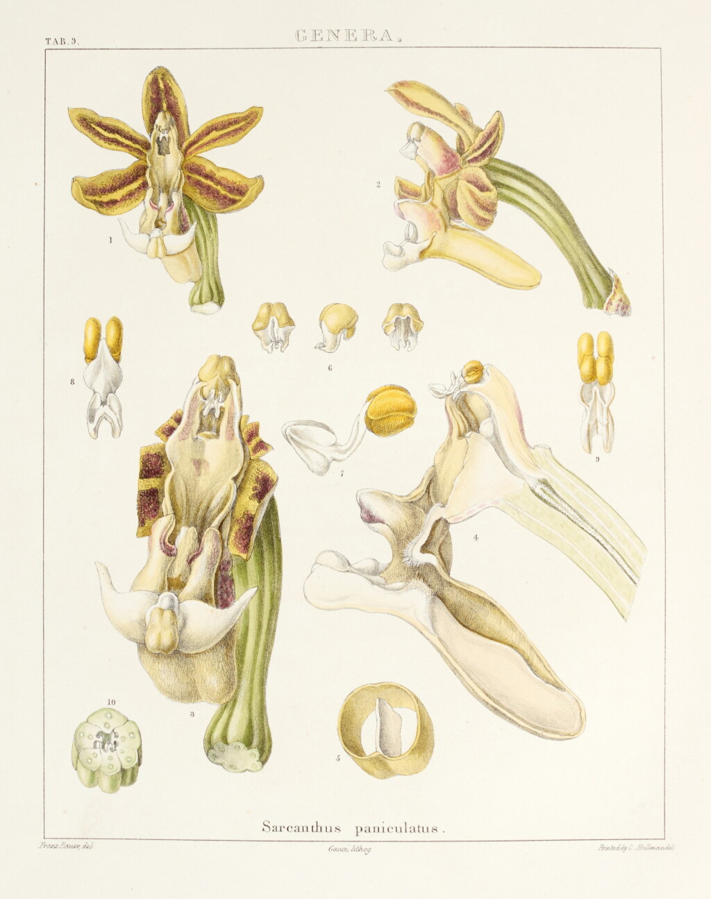View full screen - View 1 of Lot 13. Franz Bauer | Illustrations of orchidaceous plants, 1830-1838.