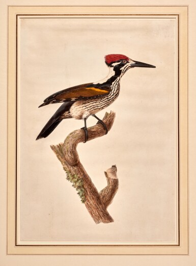 View full screen - View 1 of Lot 390. Attributed to Antoinette Pauline Jacqueline Knip | A pileated woodpecker, original watercolour and gouache drawing.