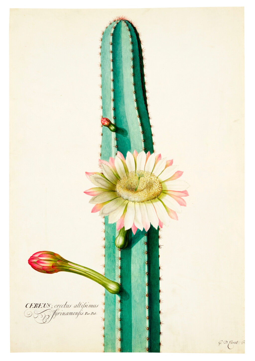 View full screen - View 1 of Lot 142. The South American 'Candle' Cactus .
