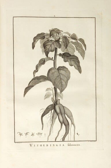 View full screen - View 1 of Lot 396. Charles-Louis L'Héritier de Brutelle | Sertum Anglicum, Paris, 1788, contemporary boards rebacked.