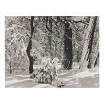 Forest Winter, Yosemite Valley, California