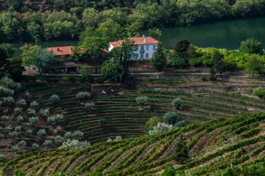 View full screen - View 1 of Lot 12. Warre 1994 (6 BT) plus a VIP Tour and Tasting at the Grahams Port centre and the Quinta do Bomfim centre .