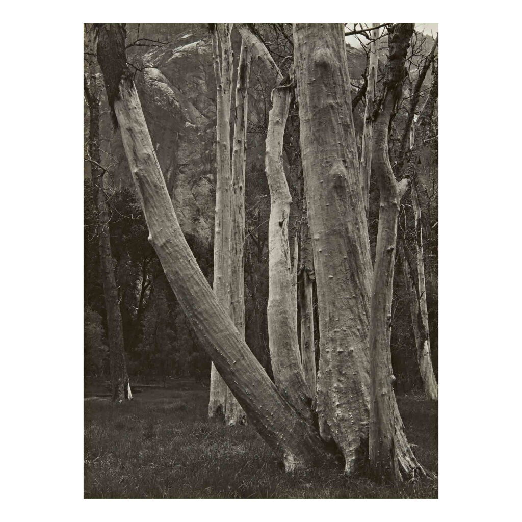 View full screen - View 1 of Lot 72. 'In Yosemite Valley' (Cottonwood Trunks).