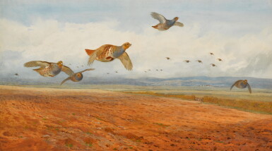 View full screen - View 1 of Lot 139. A Covey of Grey Partridge in Flight.