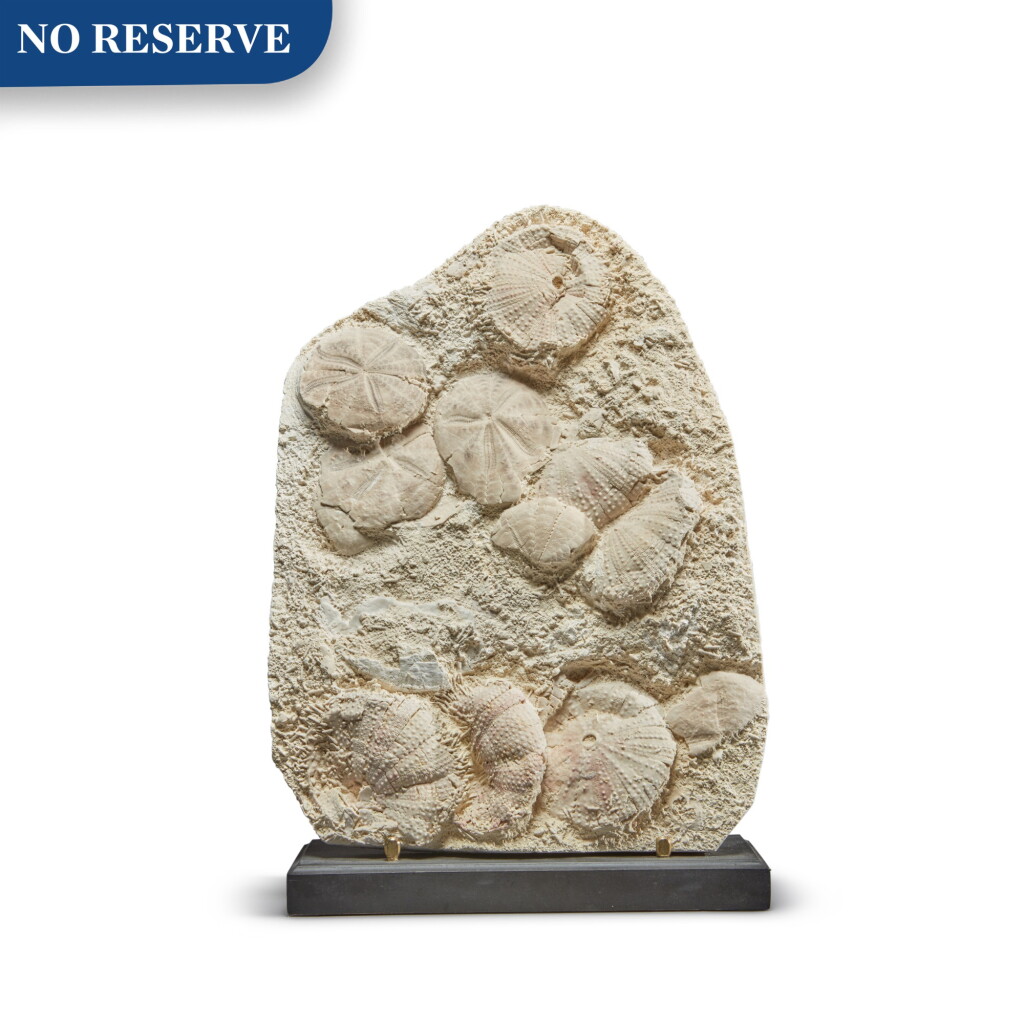 View full screen - View 1 of Lot 22. A Panel of Sea Urchin Fossils.