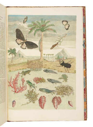 View full screen - View 1 of Lot 35. Merian, Maria Sibylla | Merian's classic study on tropical insects.