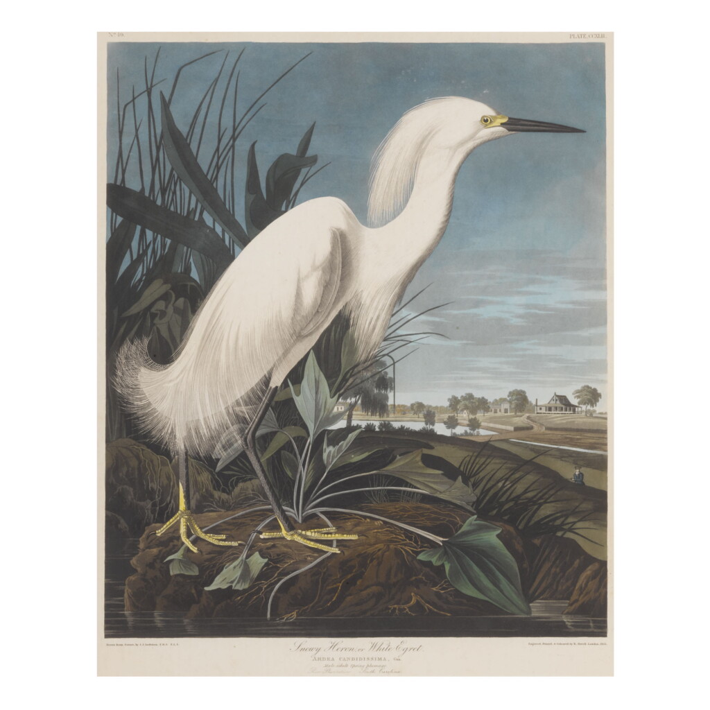 View full screen - View 1 of Lot 1776. JOHN JAMES AUDUBON (AFTER) | SNOWY HERON, OR WHITE EGRET (PLATE CCXLII).