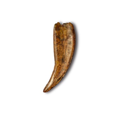View full screen - View 1 of Lot 29. Saber-Toothed "Tiger" Cub Tooth — Milk Canine.