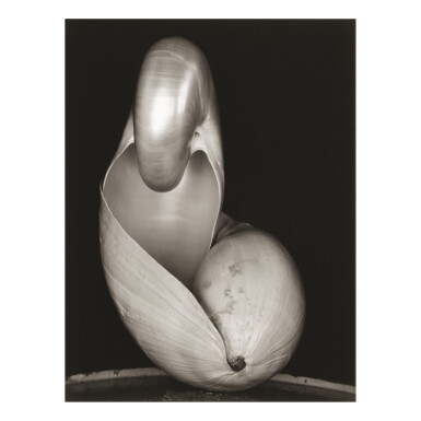 View full screen - View 1 of Lot 104. EDWARD WESTON | 'SHELL'.