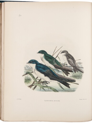 View full screen - View 1 of Lot 214. Sharpe, R. Bowdler, and Claude W. Wyatt | All the known species of swallows.