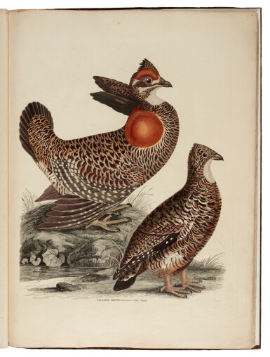 View full screen - View 1 of Lot 5. Thomas Brown | Illustrations of Game Birds. London, 1834, folio, publisher's brown cloth gilt.