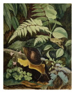 GIANT JUNGLE SNAIL