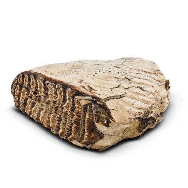 View full screen - View 1 of Lot 307. A woolly mammoth molar tooth, approximately 20,000 BC.