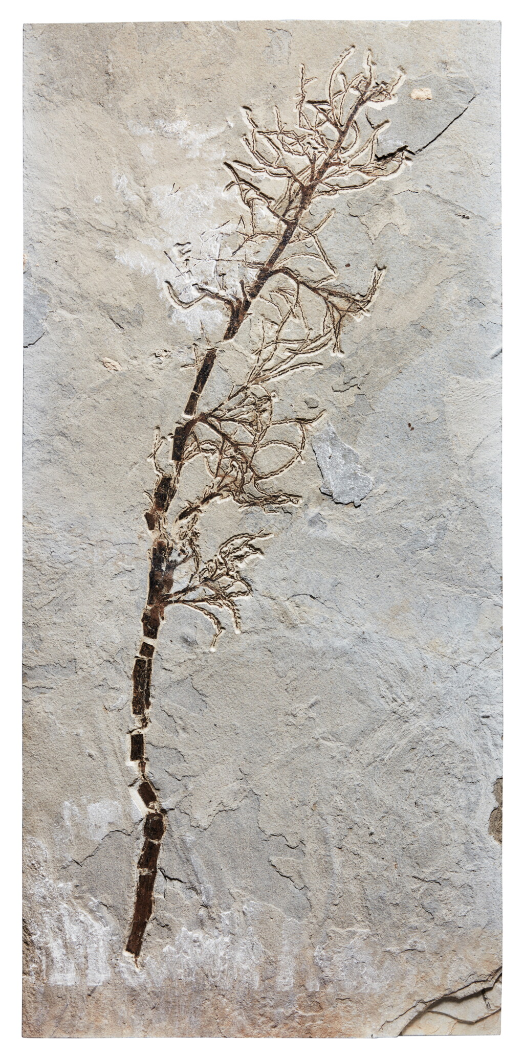 Voir en plein écran - Voir 1 du lot 14. A Large Fossil Palm Flower.
