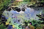 My Monet