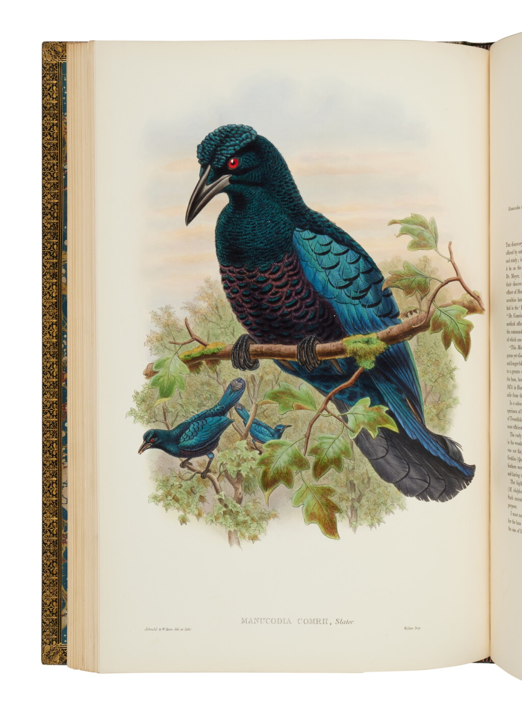 View full screen - View 1 of Lot 69. Gould, John and Richard Bowdler Sharpe | Gould's final major work.