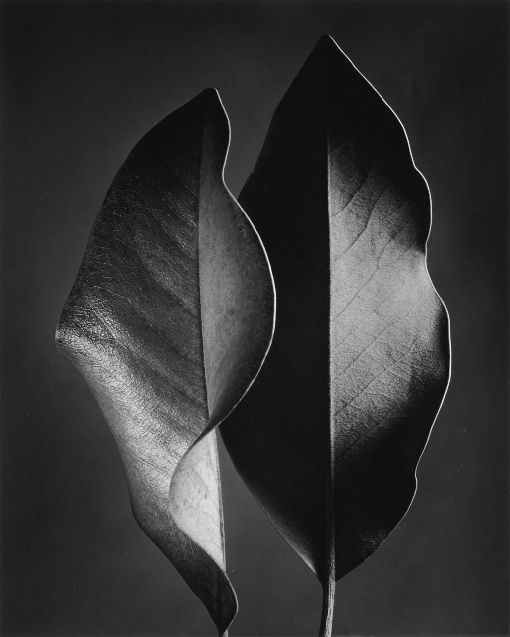 View full screen - View 1 of Lot 47. 'Two Leaves'.