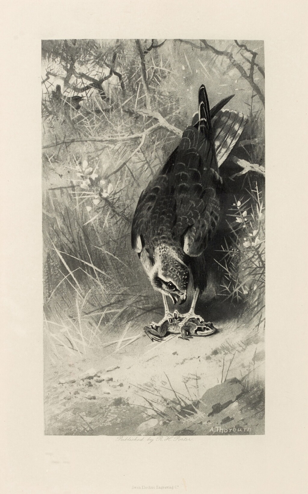 View full screen - View 1 of Lot 137. Thomas Powys, Lord Lilford | Notes on the birds of Northamptonshire, 1895, 2 volumes, one of 100 large paper copies.