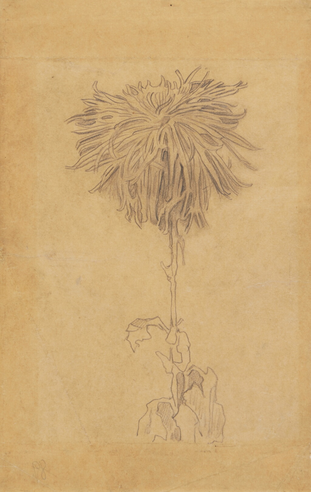 View full screen - View 1 of Lot 704. Chrysanthème.