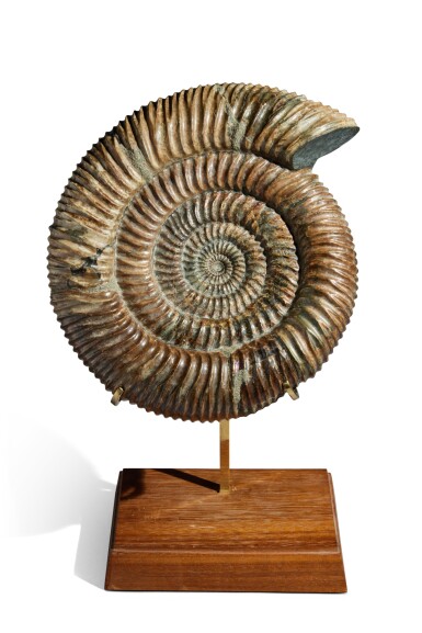 View full screen - View 1 of Lot 14. Mounted Cretaceous Ammonite.