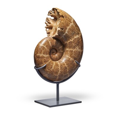 View full screen - View 1 of Lot 8. Large Lobolytoceras Ammonite.