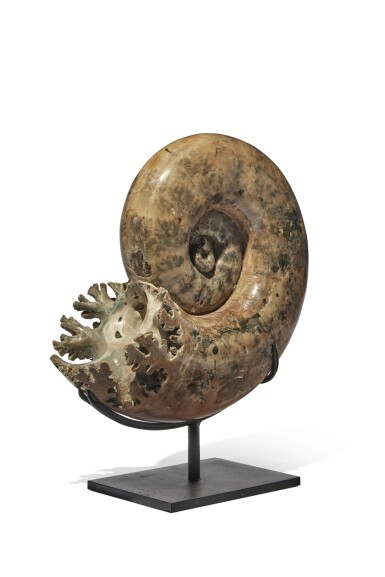 View full screen - View 1 of Lot 15. Mounted Cretaceous Ammonite.
