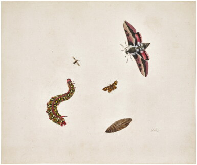 View full screen - View 1 of Lot 264. A Hawkmoth and Caterpillar with other insects and a Chrysalis.