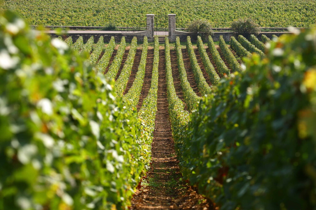View full screen - View 1 of Lot 97. Chassagne Montrachet, Clos de la Maltroye 1988 Michel Niellon (2 BT).