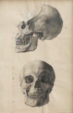 FRENCH SCHOOL, 19TH CENTURY, ANATOMY DRAWING WITH TWO SKULLS | ECOLE FRANÇAISE DU XIXE SIÈCLE, DESSIN D’ANATOMIE REPRÉSENTANT DEUX CRÂNES