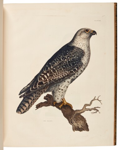 View full screen - View 1 of Lot 77. Prideaux John Selby | Illustrations of British ornithology. Edinburgh and London, 1821–1834, 2 volumes, life size ornithological plates by the British Audubon.
