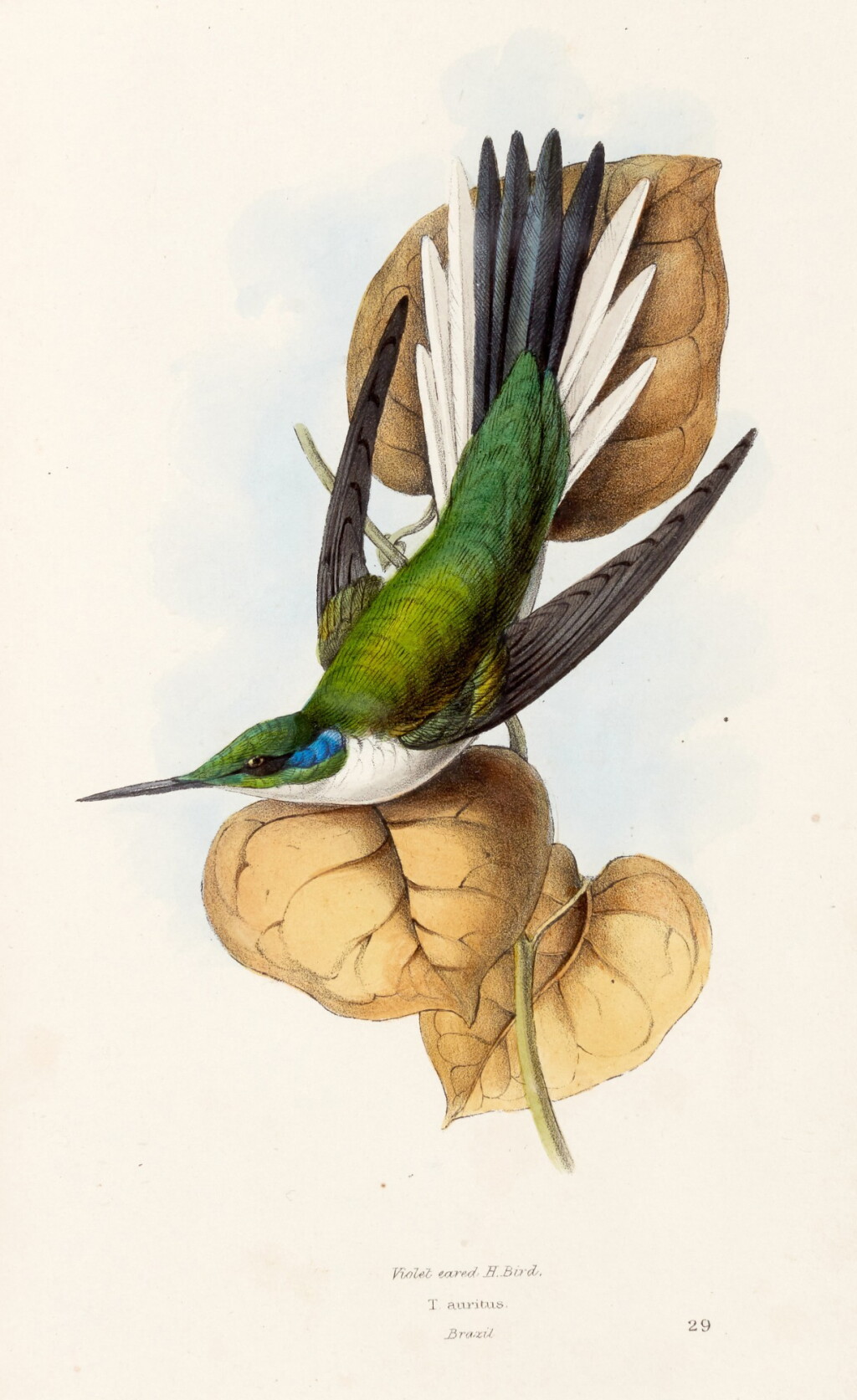 View full screen - View 1 of Lot 222. William Swainson | A Selection of the Birds of Brazil and Mexico, 1841.