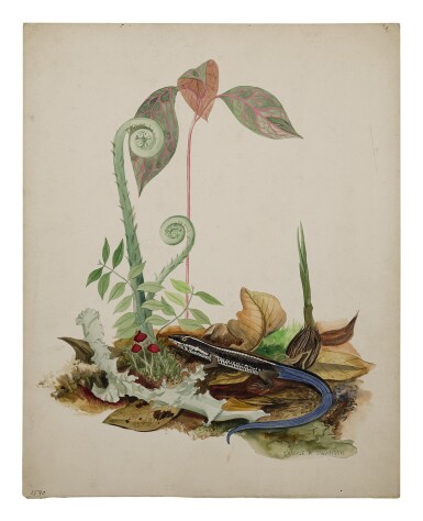 View full screen - View 1 of Lot 7. BLUE-TAILED LIZARD.