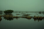 Tracing Audubon, Mangroves, Great Egrets, Little Blue Herons