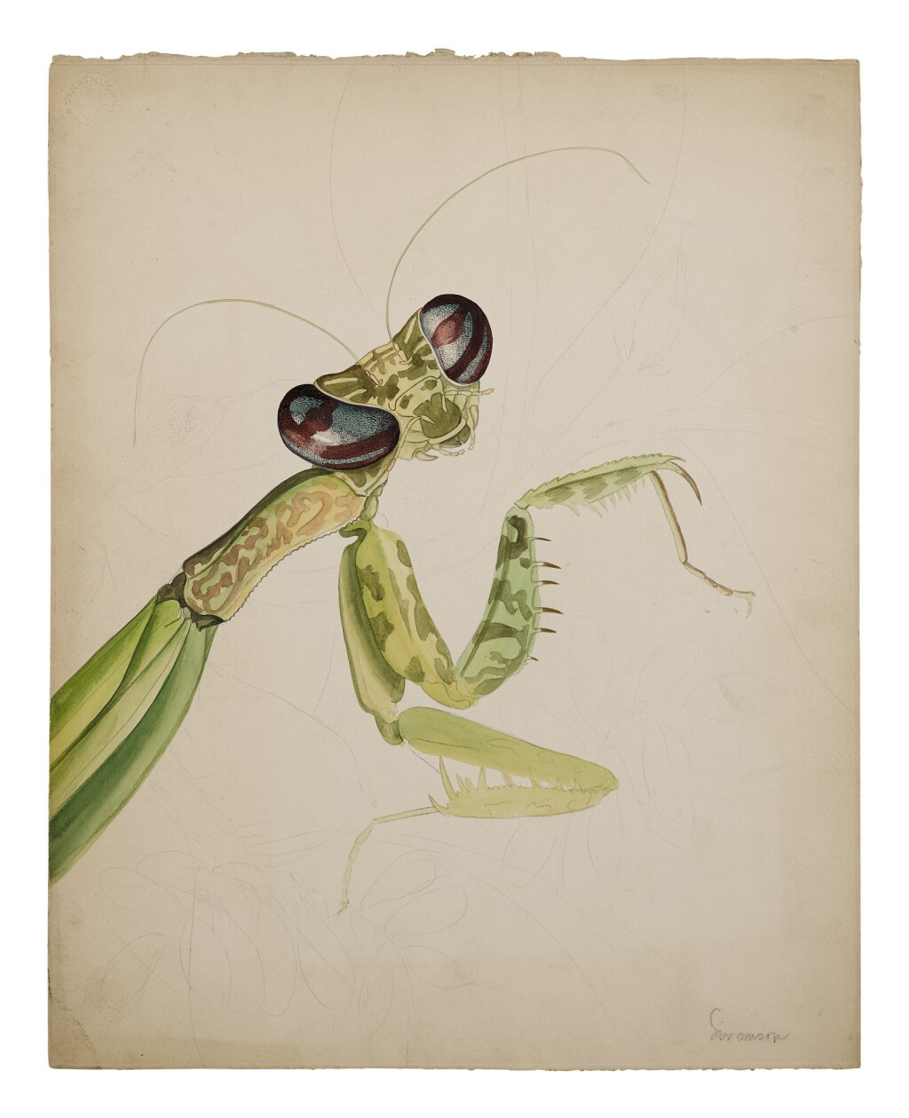 View full screen - View 1 of Lot 8. PRAYING MANTIS .