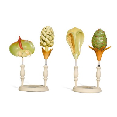 View full screen - View 1 of Lot 43. Aug. Bossaerts, Netherlands, 20th century | Two Didactic Botanical Models.
