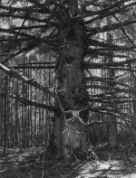 'Sitka Spruce, Cape Blanco, Oregon'