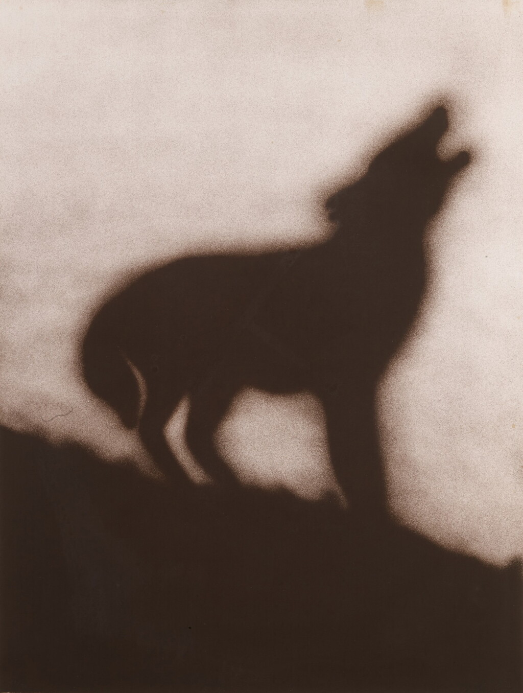 View full screen - View 1 of Lot 70. Coyote (Engberg 144).