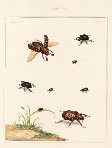 View full screen - View 1 of Lot 144. Thomas Martyn | The English entomologist, 1792.