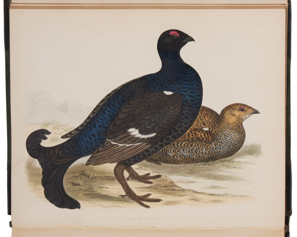 View full screen - View 1 of Lot 1037. Morris, Beverley R. | First edition of British Game Birds and Wildfowl.