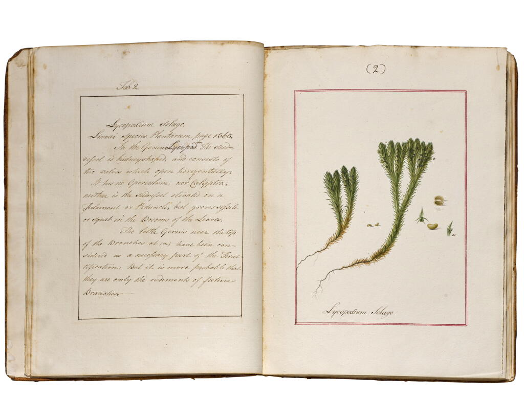 View full screen - View 1 of Lot 68. James Bolton | Genera Muscorum, illustrated manuscript, 1787.