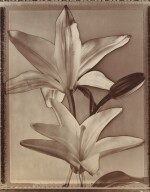 Lilies