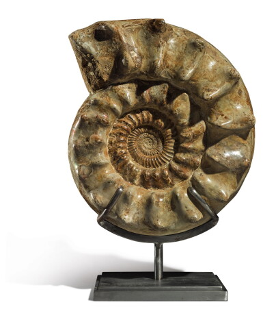 View full screen - View 1 of Lot 76. A LARGE AMMONITE.