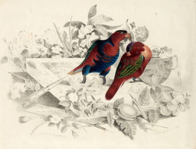 View full screen - View 1 of Lot 211. Christopher Webb Smith and Charles d'Oyly | Oriental ornithology, Patna, 1829, 2 volumes.