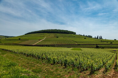 View full screen - View 1 of Lot 274. Corton Charlemagne 2014 Domaine Georges Roumier (3 BT).