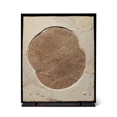 View full screen - View 1 of Lot 32. Fossil Lily Pad With Fish.
