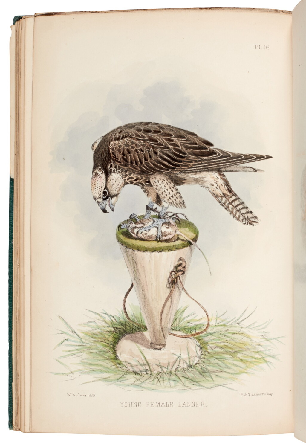View full screen - View 1 of Lot 13. Francis Salvin and William Henry Broderick | Falconry in the British Isles, 1873.