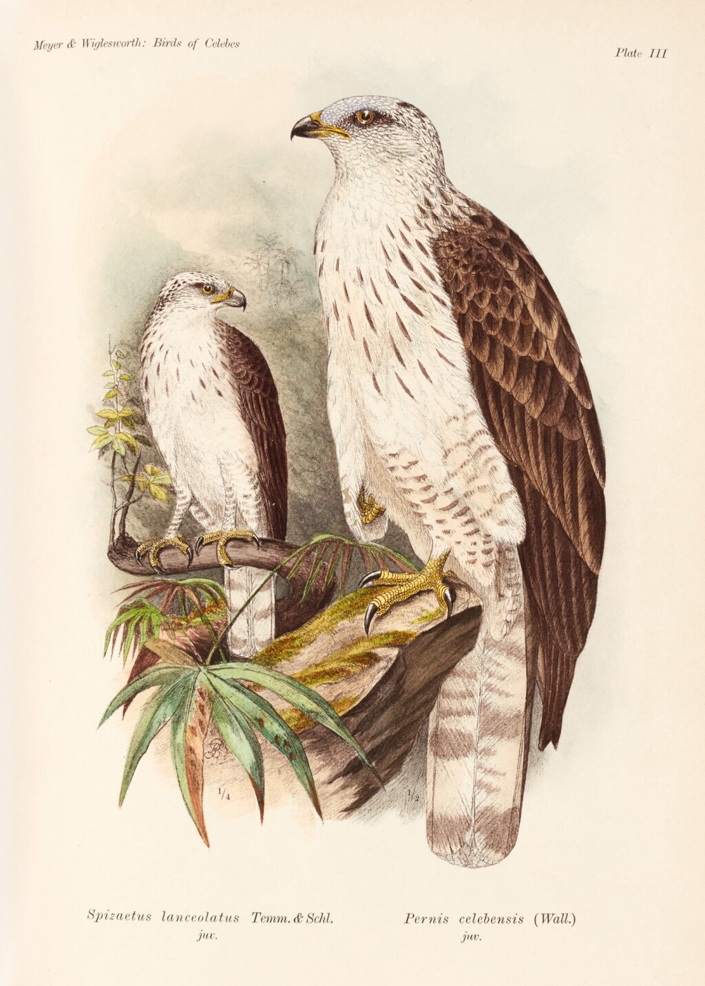 View full screen - View 1 of Lot 19. Adolf Bernhard Meyer and L.W. Wiglesworth | The birds of Celebes, 1898, 2 volumes.