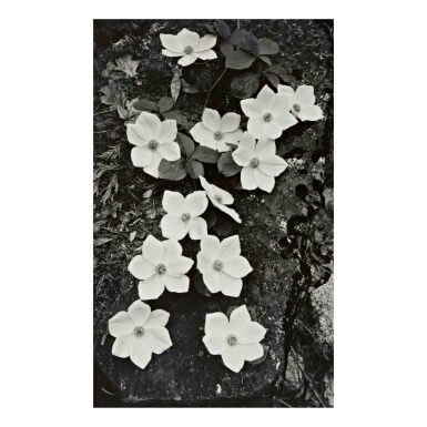 View full screen - View 1 of Lot 58. 'Dogwood Blossoms, Yosemite'.