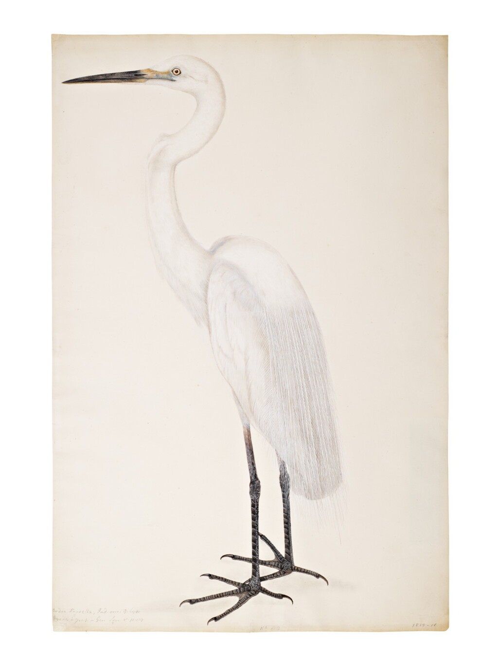 View full screen - View 1 of Lot 4. A Great Egret (Ardea Egretta), attributed to Gurudayal, Company School, Barrackpore (near Calcutta), circa 1802.